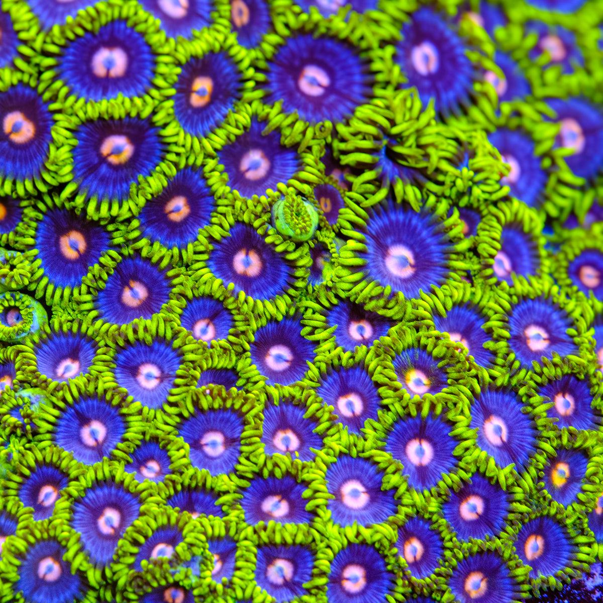 Blow Pop Zoanthids