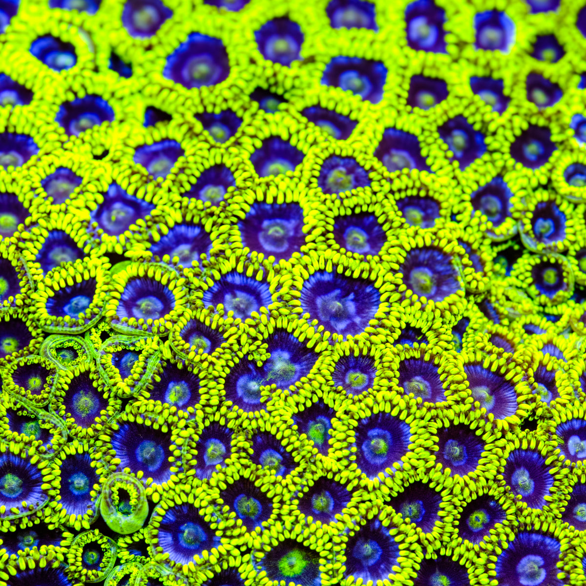 Blue Sky Zoanthid