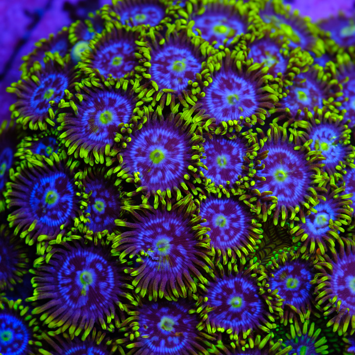 Blueberry Pie Zoanthids