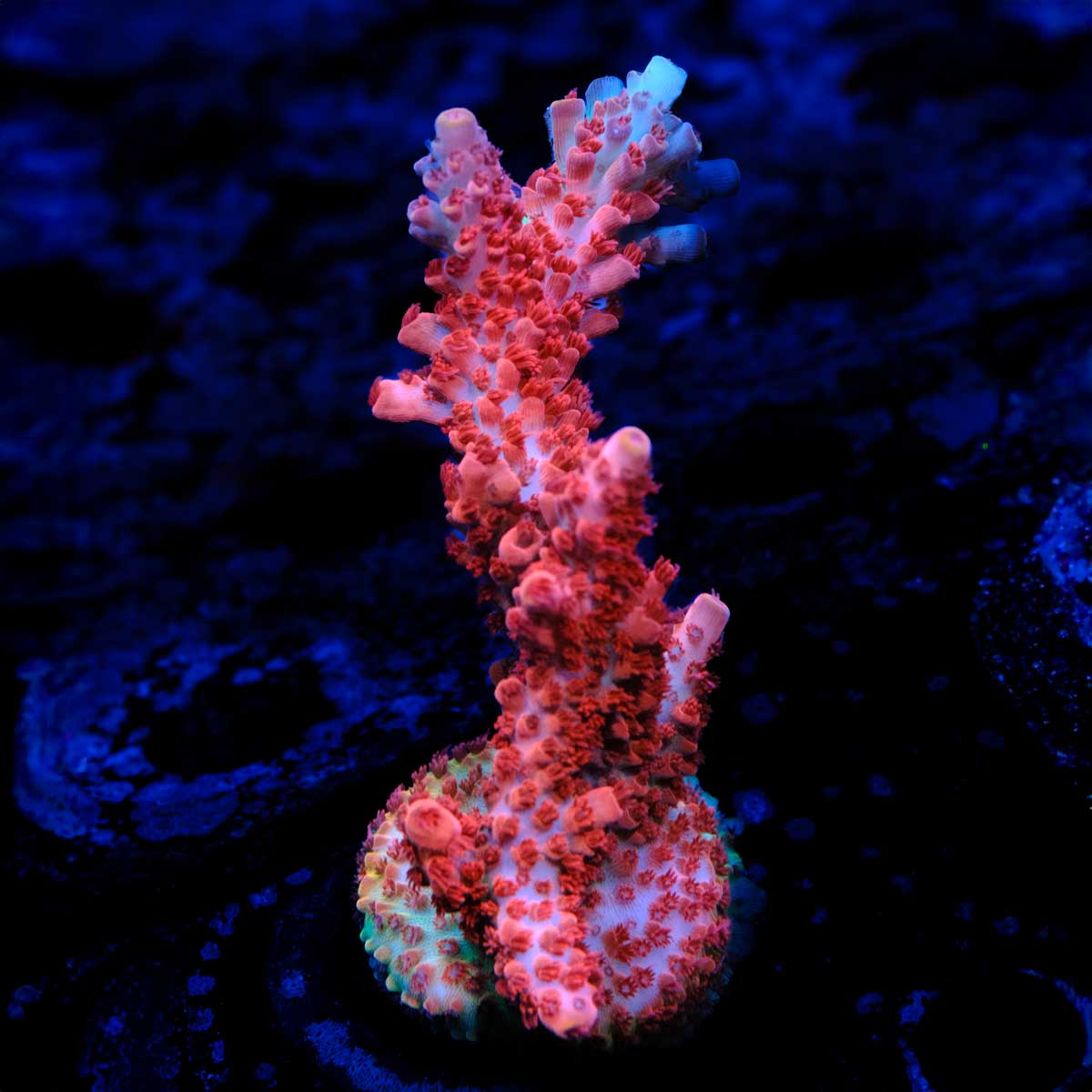 CB Malifecent Acropora WYSIWYG - R1