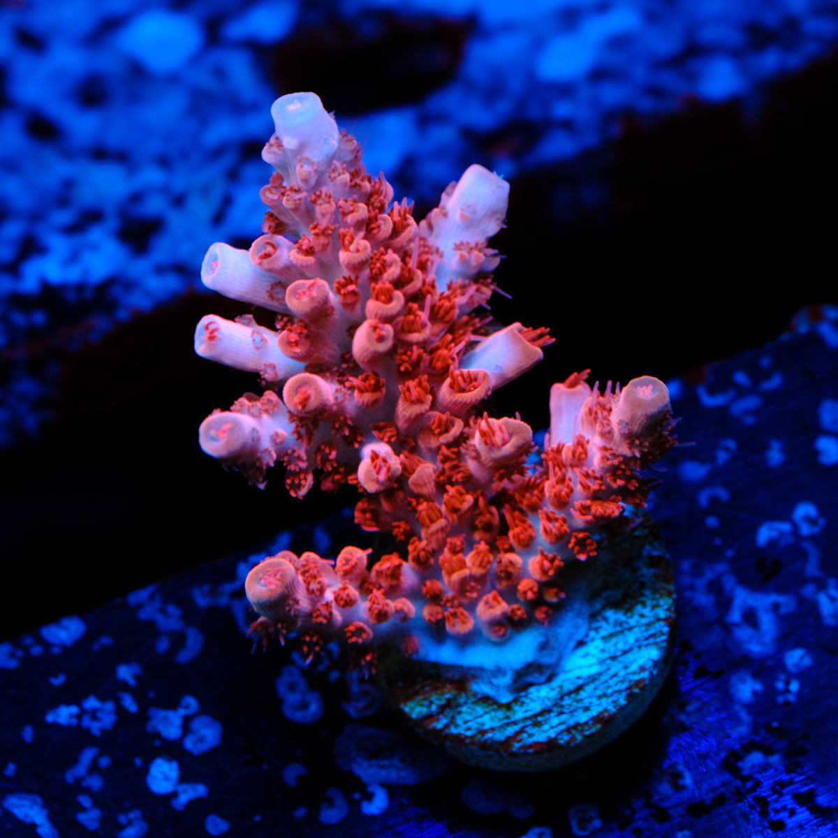 CB Malifecent Acropora WYSIWYG - Q1