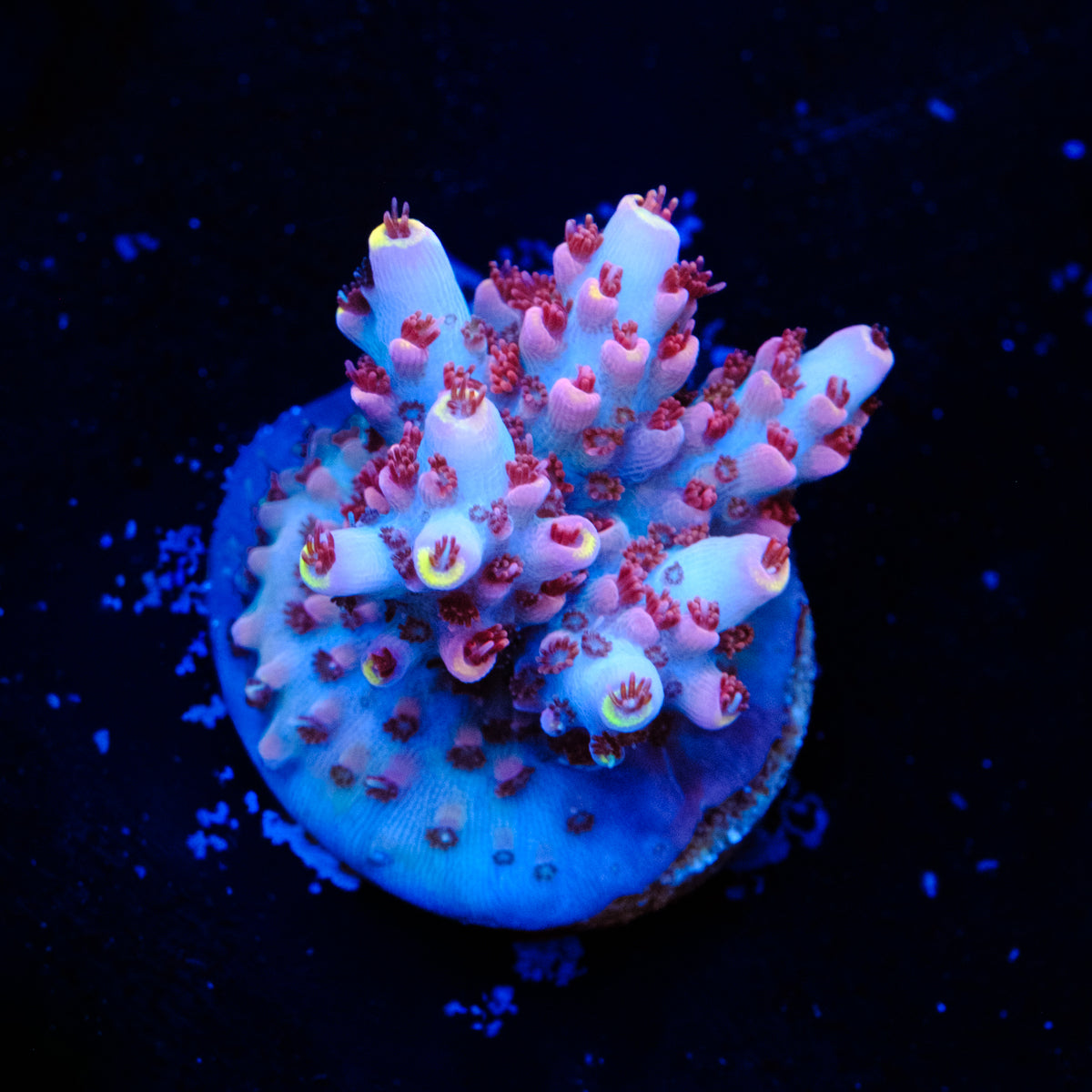 CB Rainbow Beastmode Acropora WYSIWYG - Q4