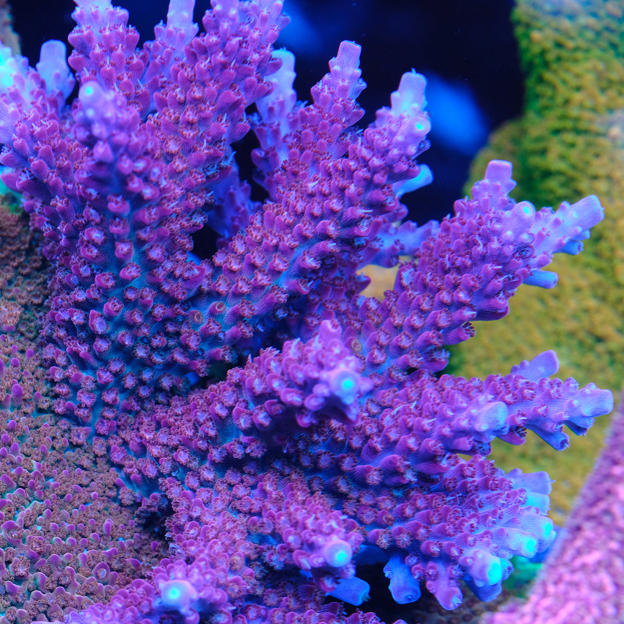 CB Red Sticky Punch Acropora