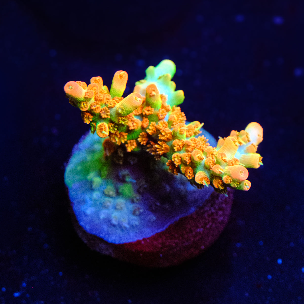 CB Tangerine Dream Acropora WYSIWYG - V4