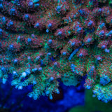 CB Birthday Cake Acropora