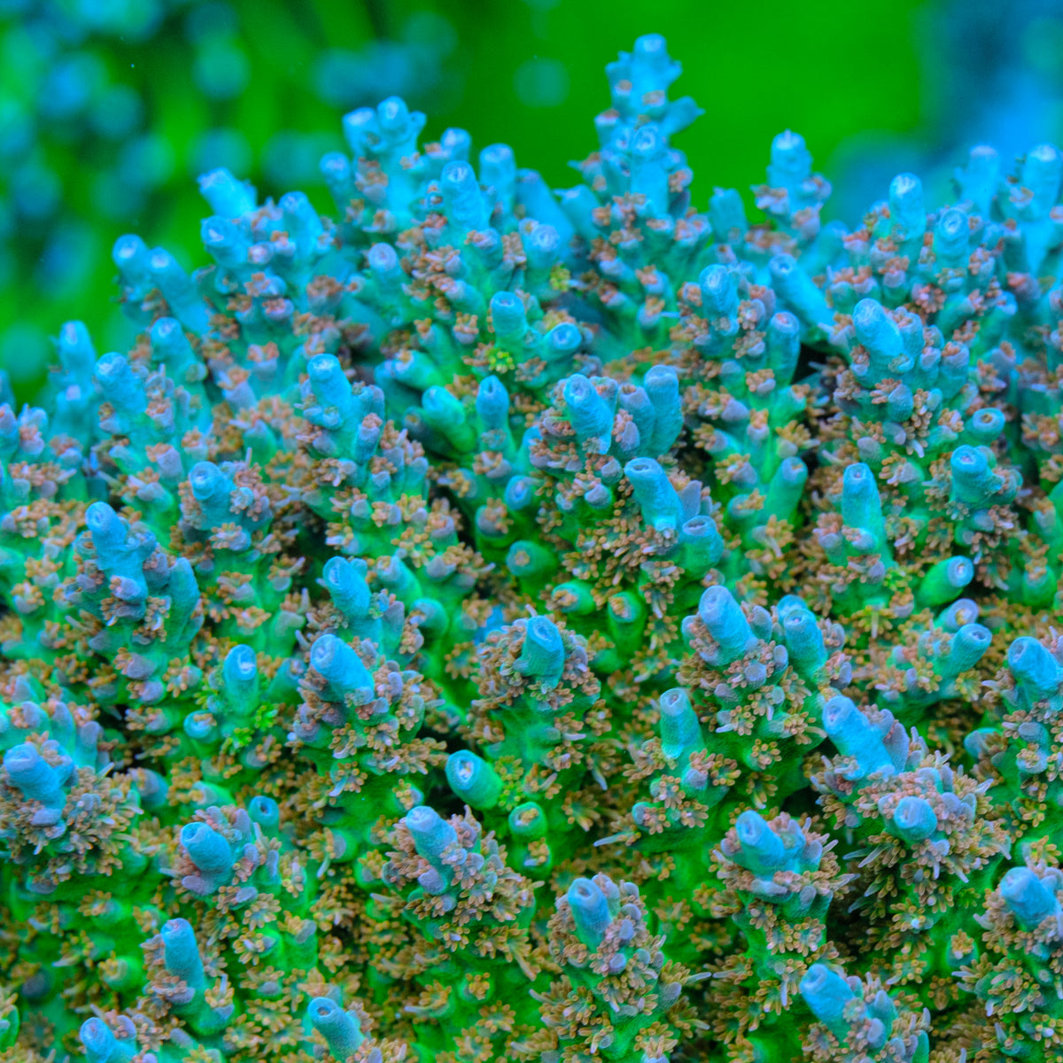 CB Birthday Cake Acropora