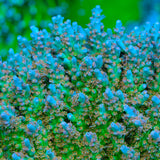 CB Birthday Cake Acropora