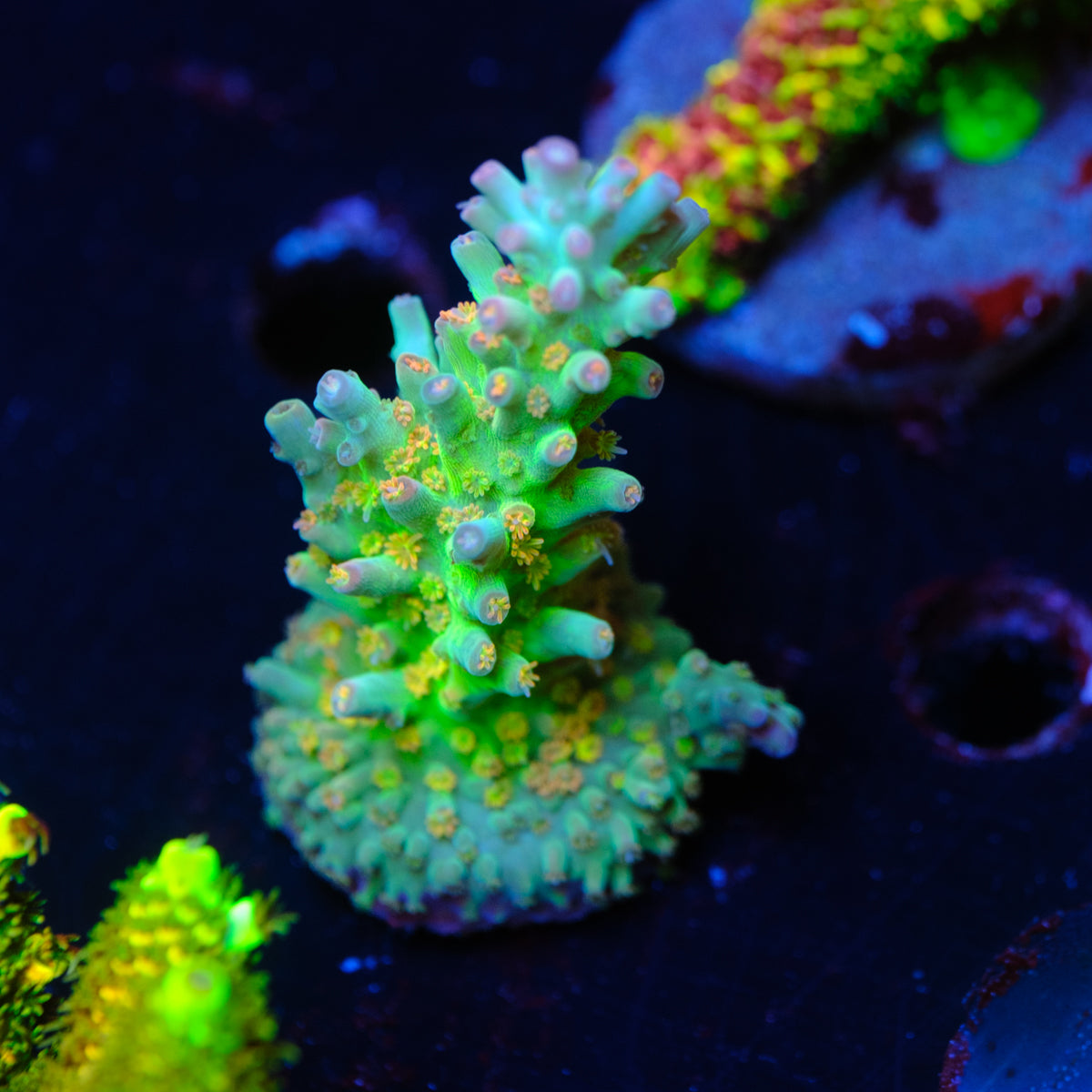 CB Birthday Cake Acropora WYSIWYG B4