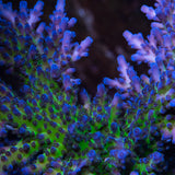 CB Purple Planet Acropora