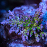 CB Purple Planet Acropora