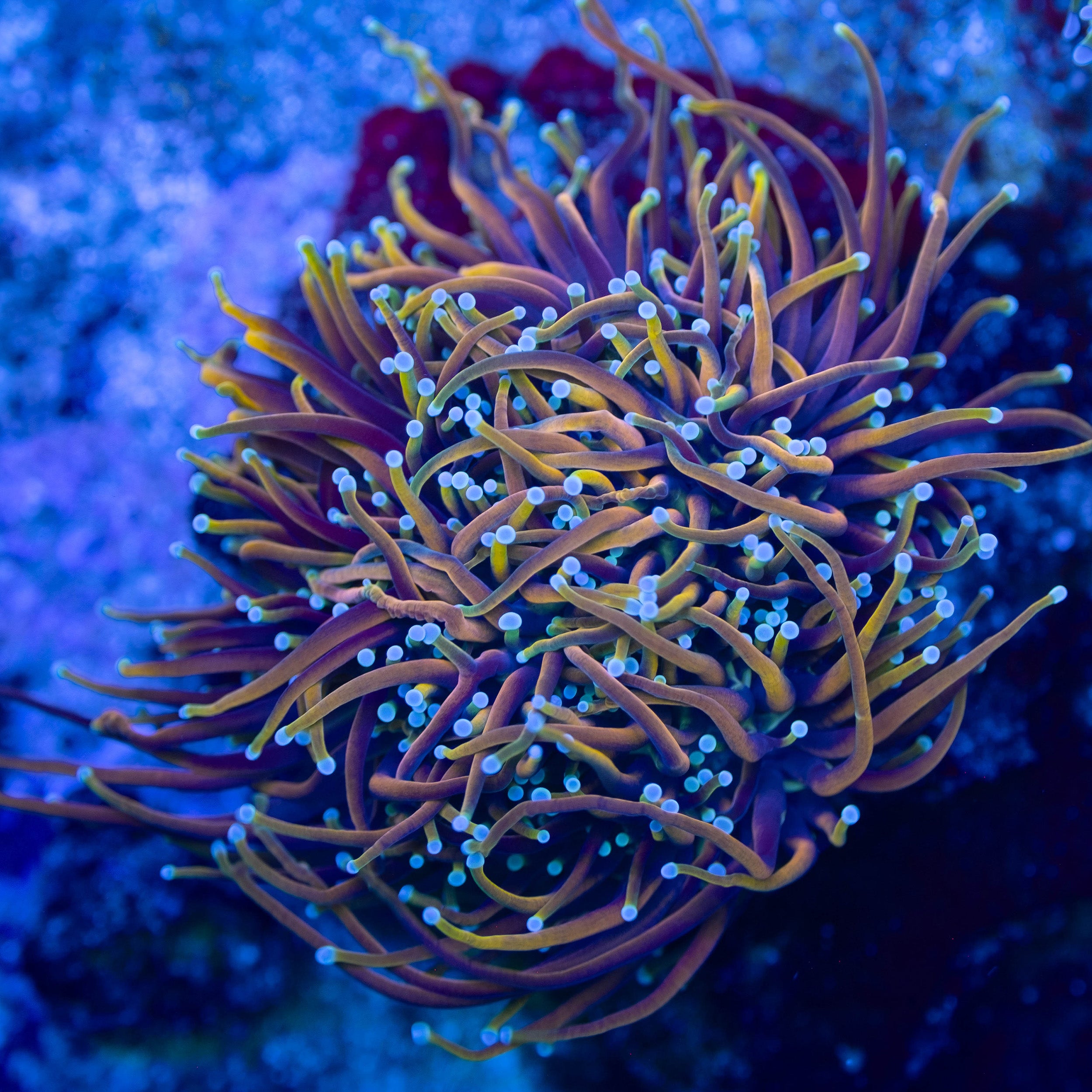 CC 21 Tails Torch – Underwater Wonders
