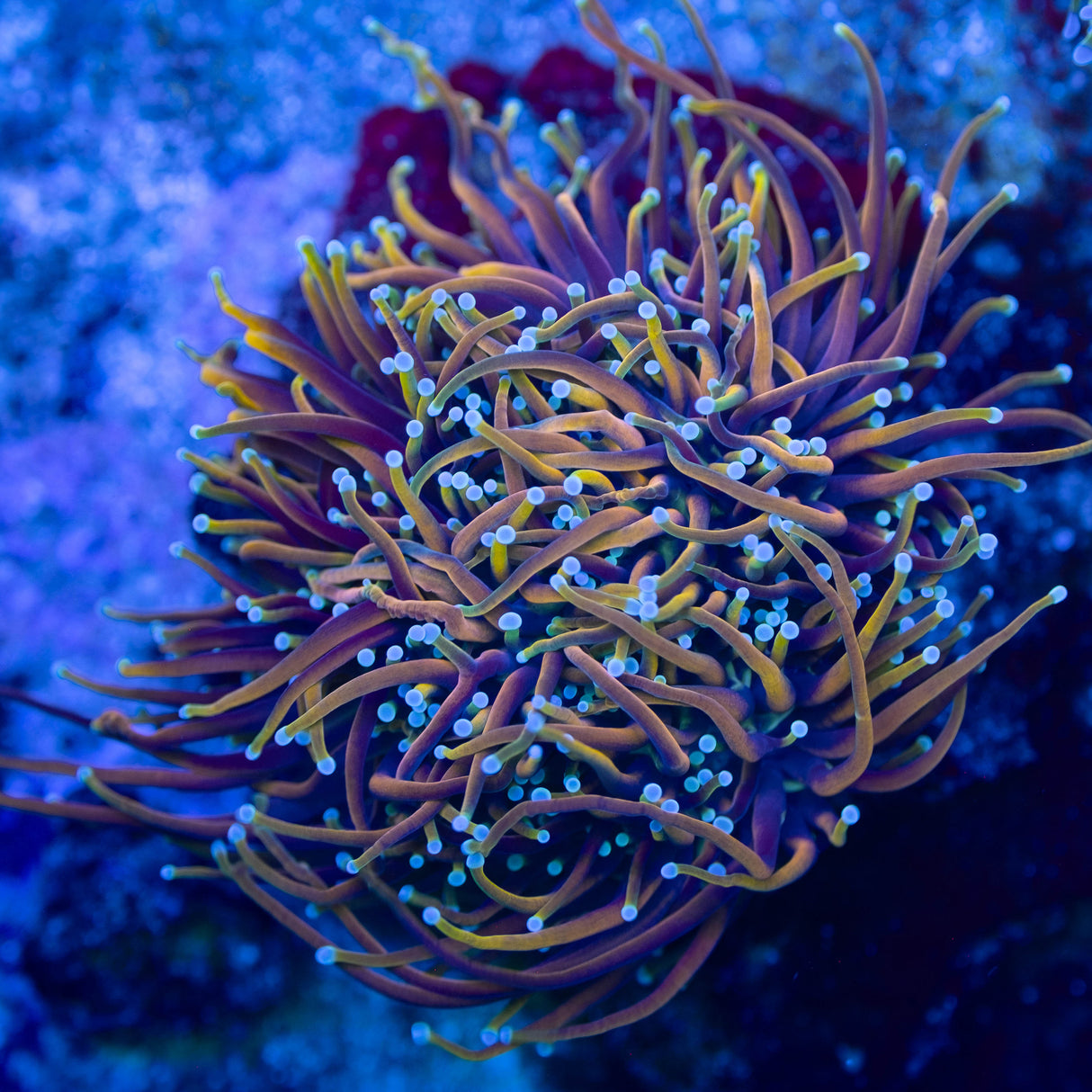 CC 21 Tails Torch
