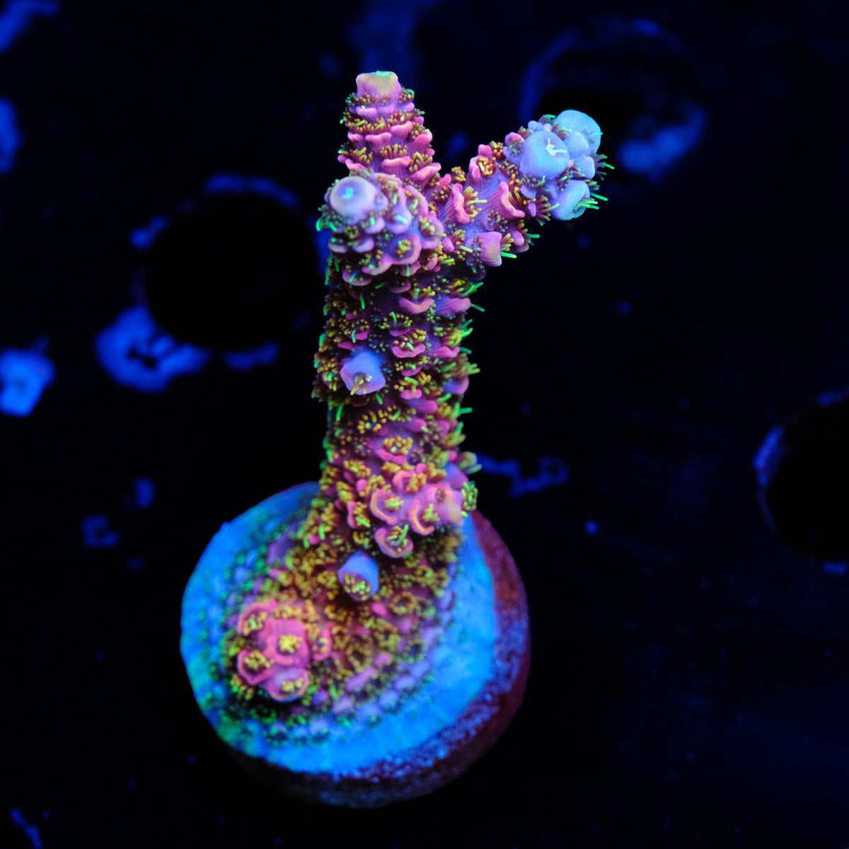 CC Bahama Mama Millepora WYSIWYG - I2-4