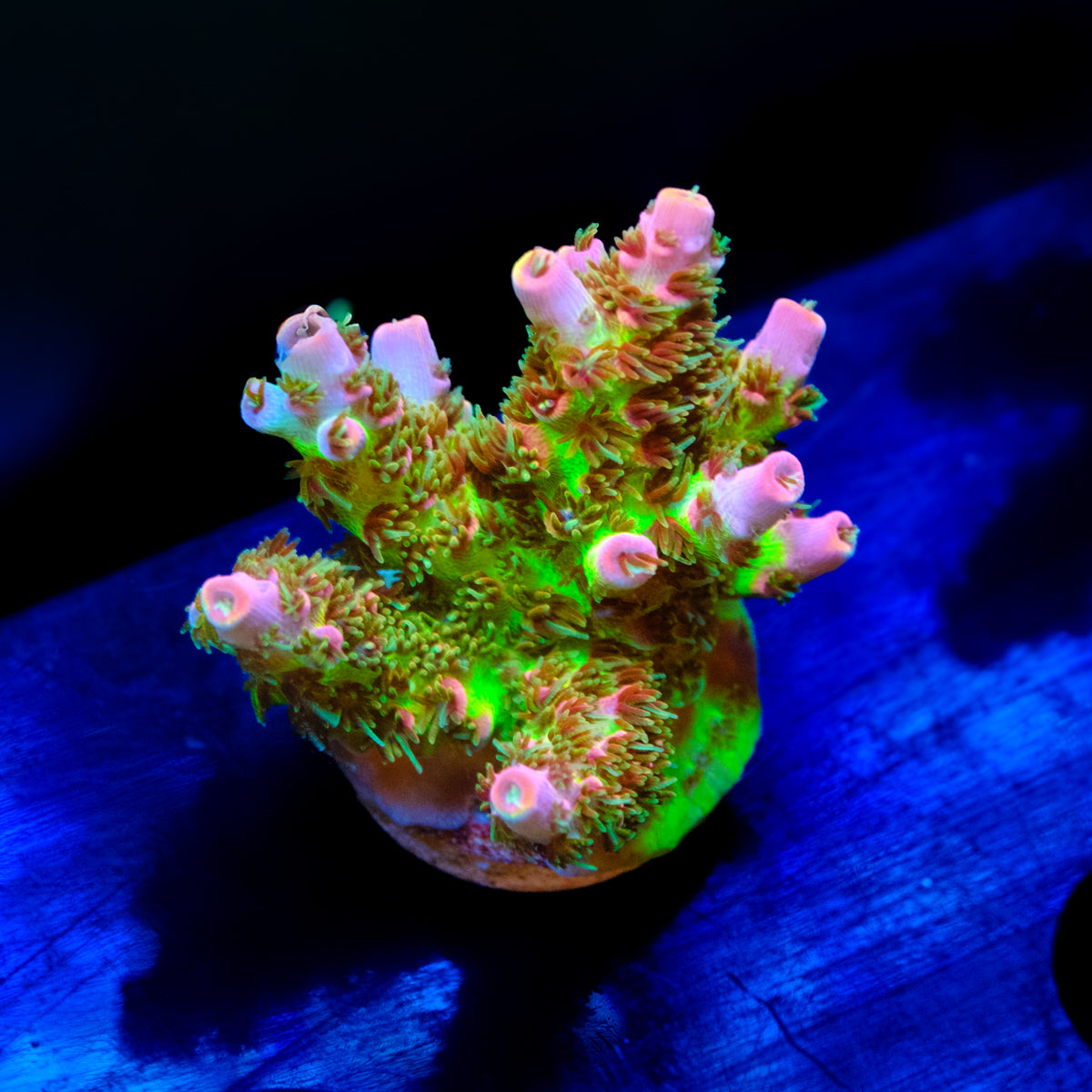 CCH Triple OG Acropora WYSIWYG - P1