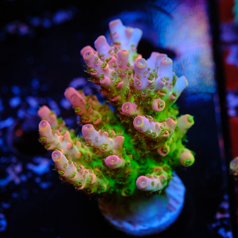 CCH Triple OG Acropora WYSIWYG - G2