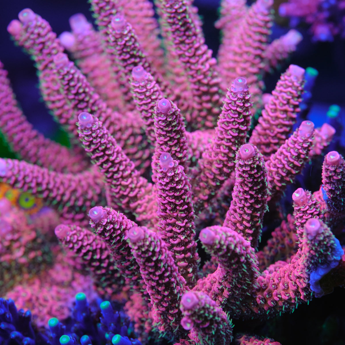 CRT Big Red Millepora – Underwater Wonders