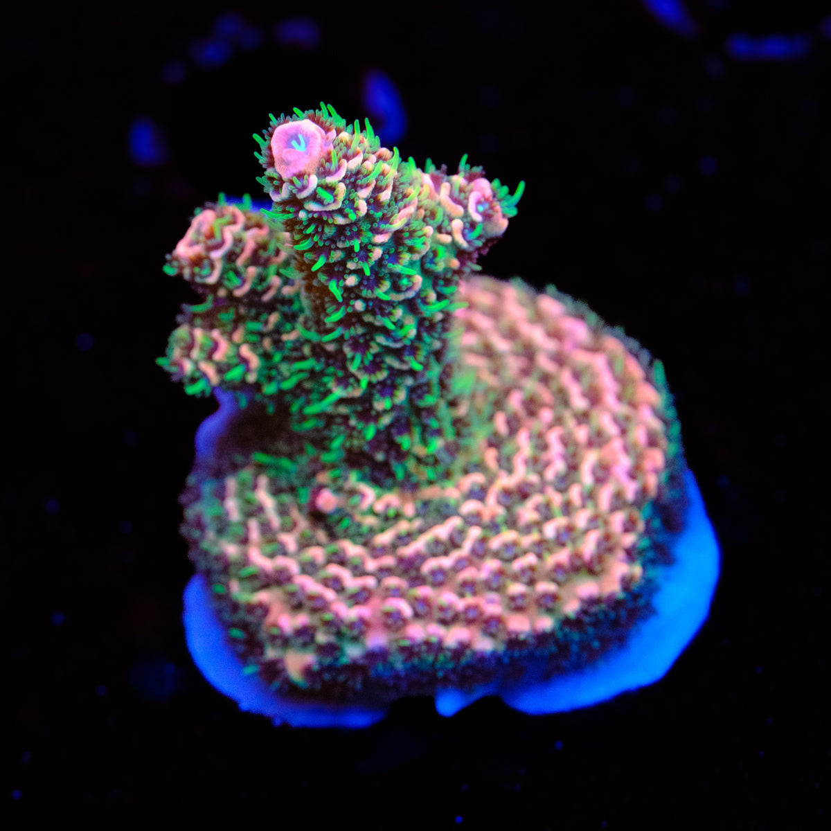 CRT Big Red Millepora WYSIWYG - F2