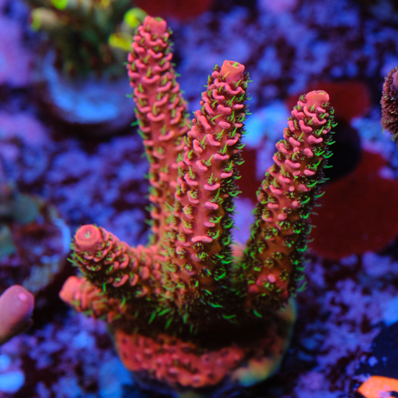 CRT Big Red Millepora WYSIWYG - M2