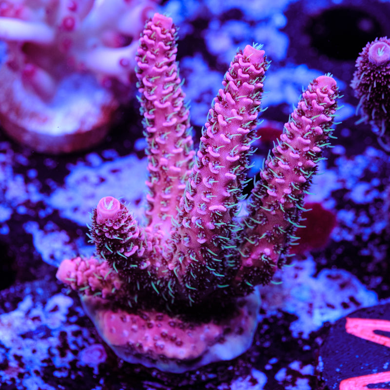 CRT Big Red Millepora WYSIWYG - M2