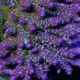 CRT Delight Acropora