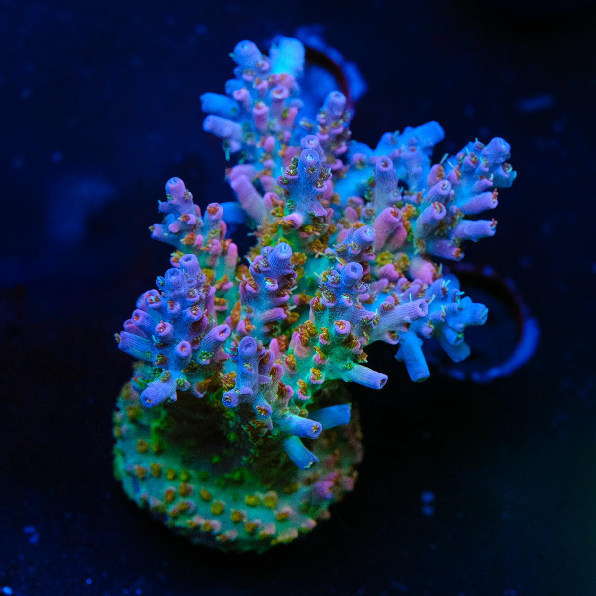 CRT Delight Acropora WYSIWYG - F4