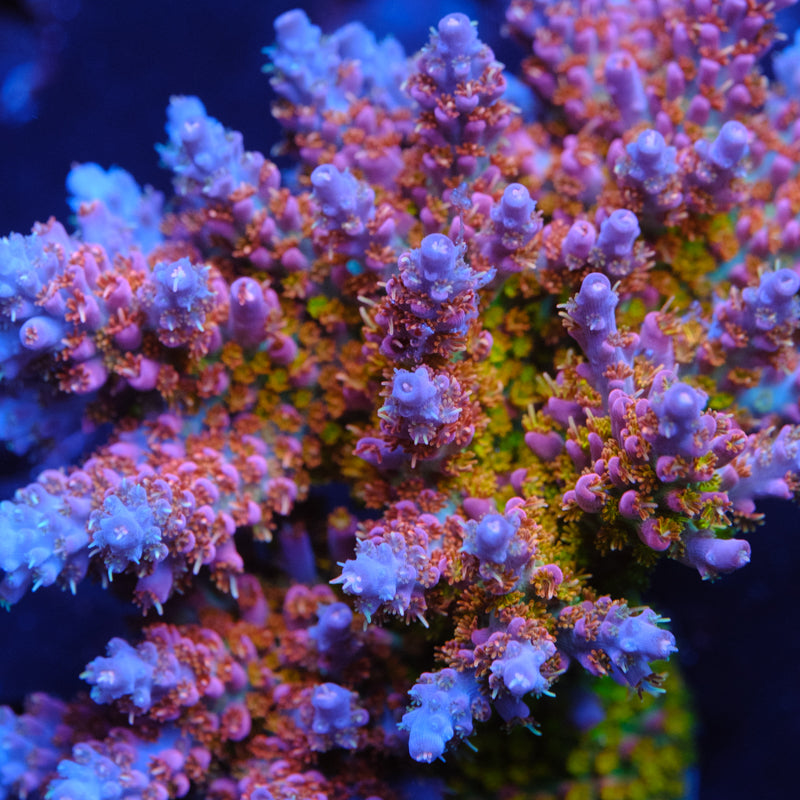 CRT Delight Acropora