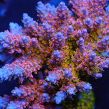 CRT Delight Acropora