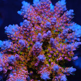 CRT Delight Acropora