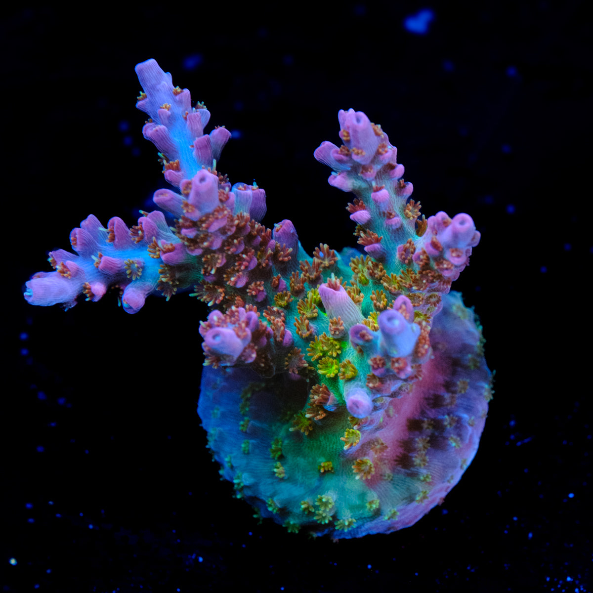 CRT Delight Acropora WYSIWYG - C4