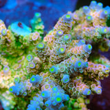 TGC Galactic Gabagool Acropora Tenuis