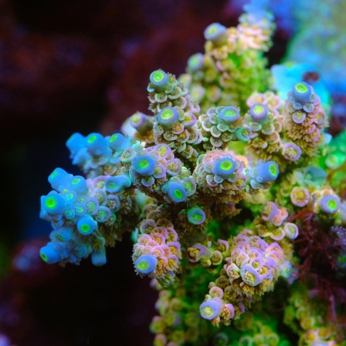 TGC Galactic Gabagool Acropora Tenuis