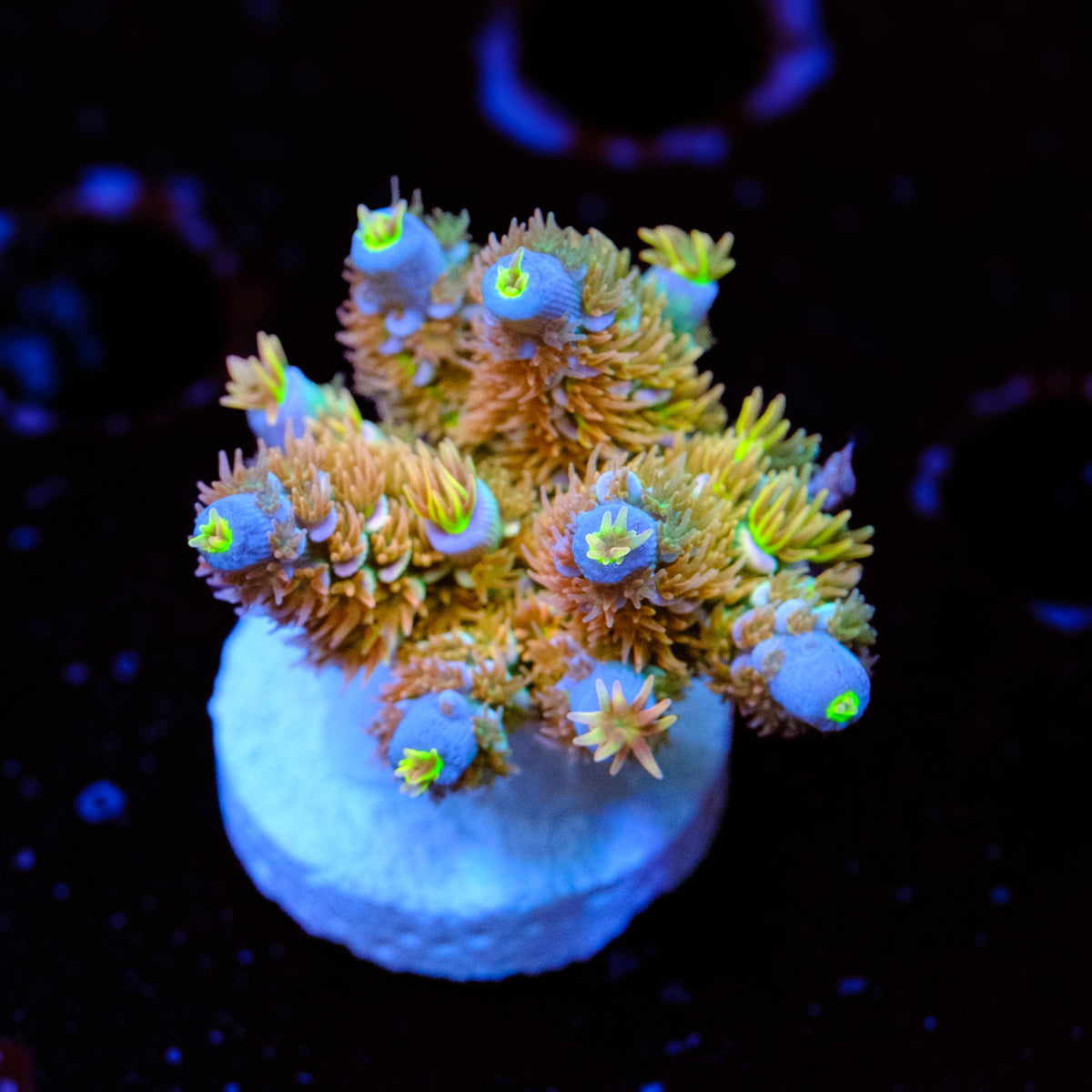 CRT Golden Eye Acropora WYSIWYG - Y2