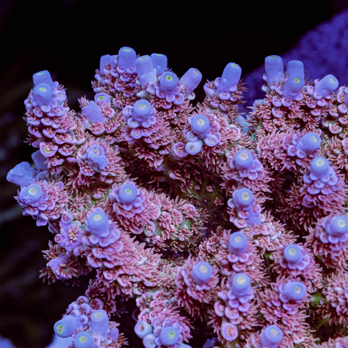 CRT Golden Eye Acropora