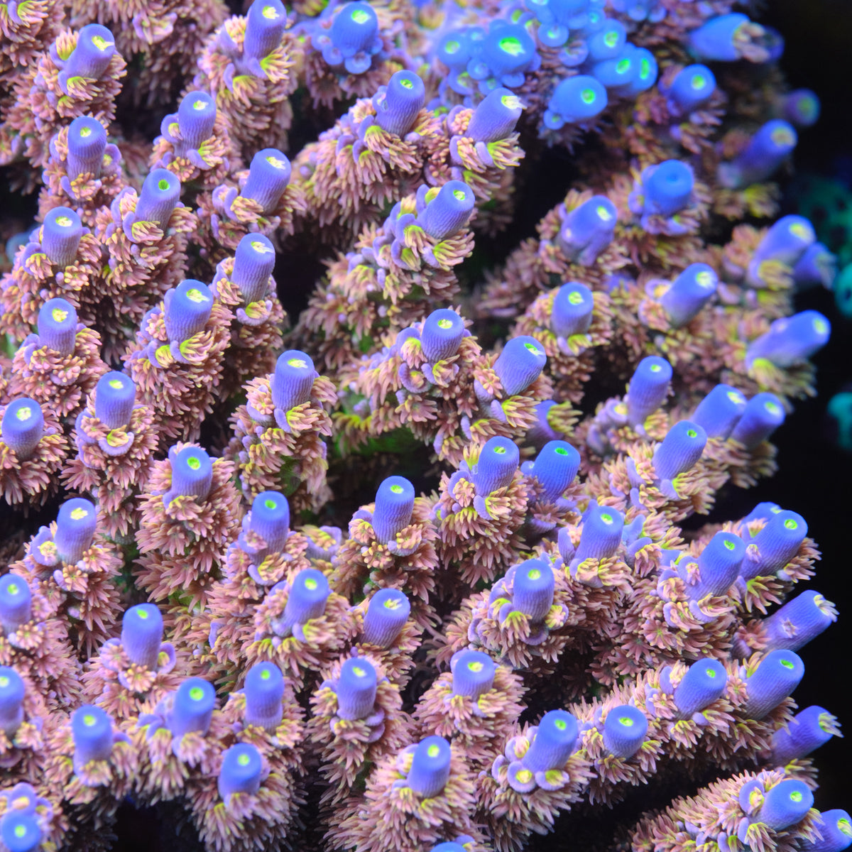 CRT Golden Eye Acropora