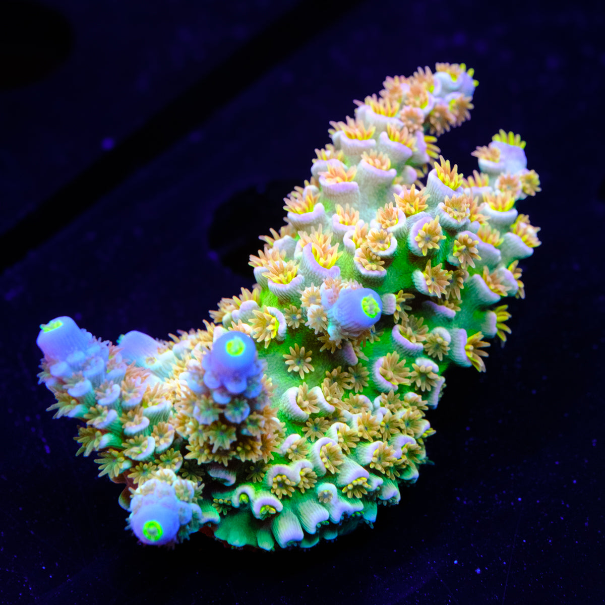 CRT Golden Eye Acropora WYSIWYG - H2