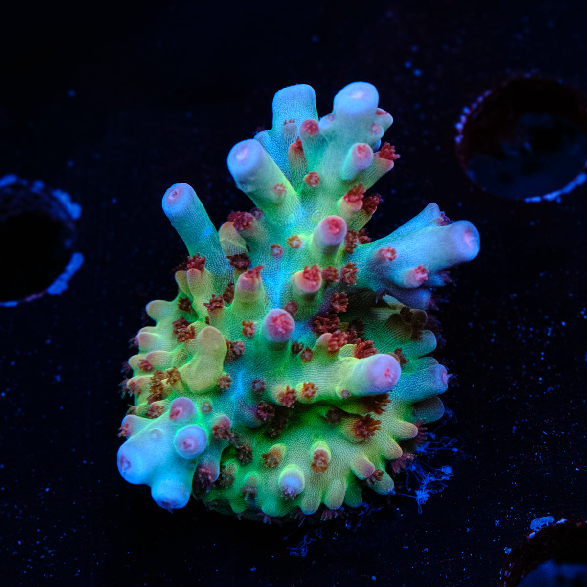 CRT Hot Rod Acropora WYSIWYG - X2-4