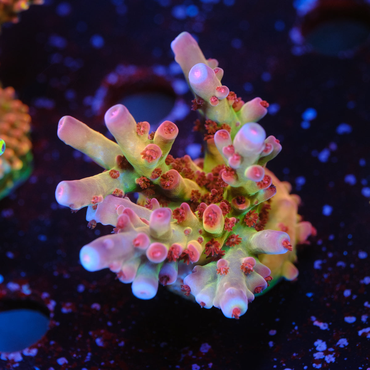 CRT Hot Rod Acropora