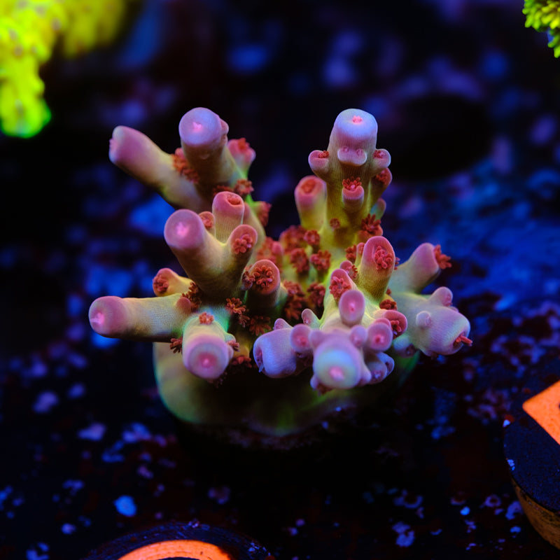 CRT Hot Rod WYSIWYG - C2