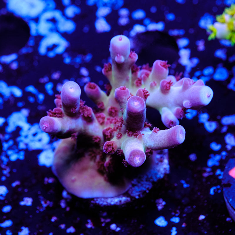 CRT Hot Rod WYSIWYG - C2