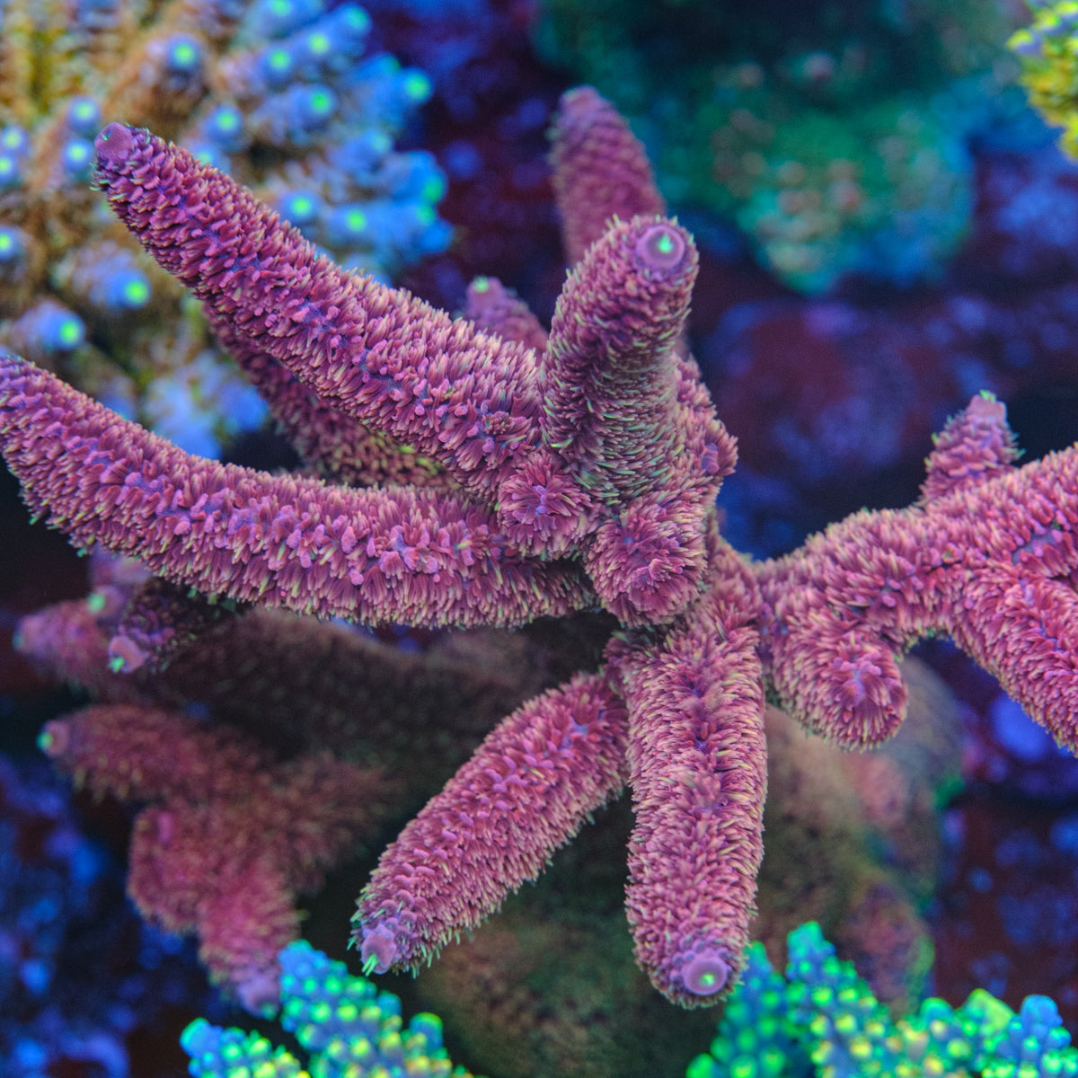 CRT Lava Girl Millepora