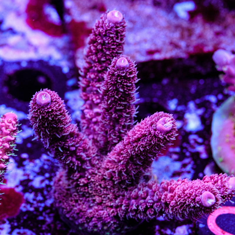 CRT Lava Girl Millepora WYSIWYG - O2