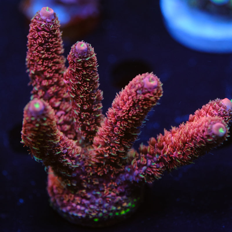 CRT Lava Girl Millepora WYSIWYG - O2