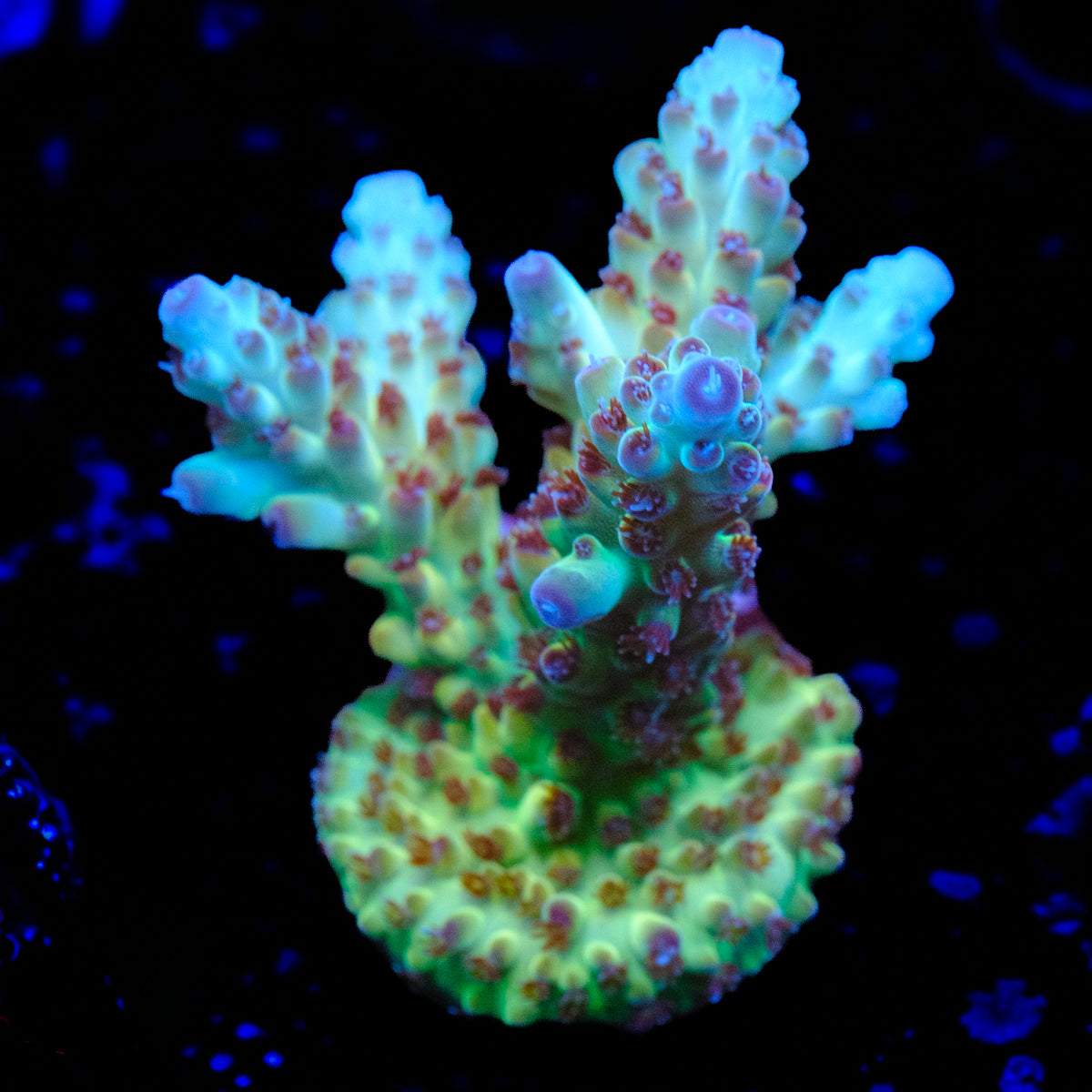 CRT White Walker Acropora WYSIWYG - Q2