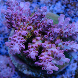 CRT Delight Acropora