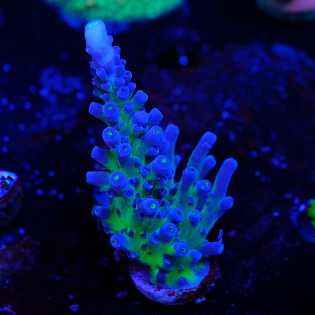 Cali Tort Acropora WYSIWYG - W4
