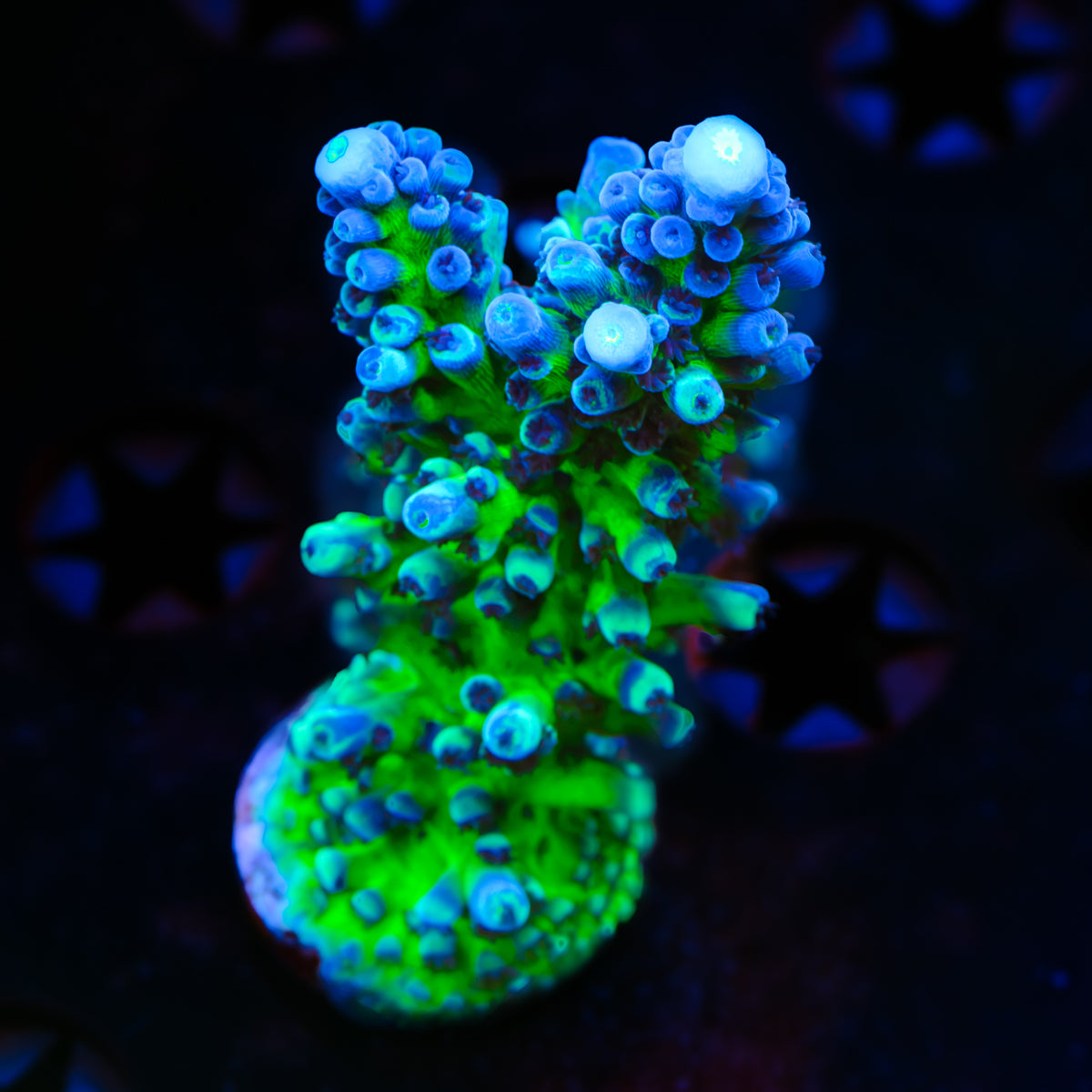 Cali Tort Acropora WYSIWYG - O6