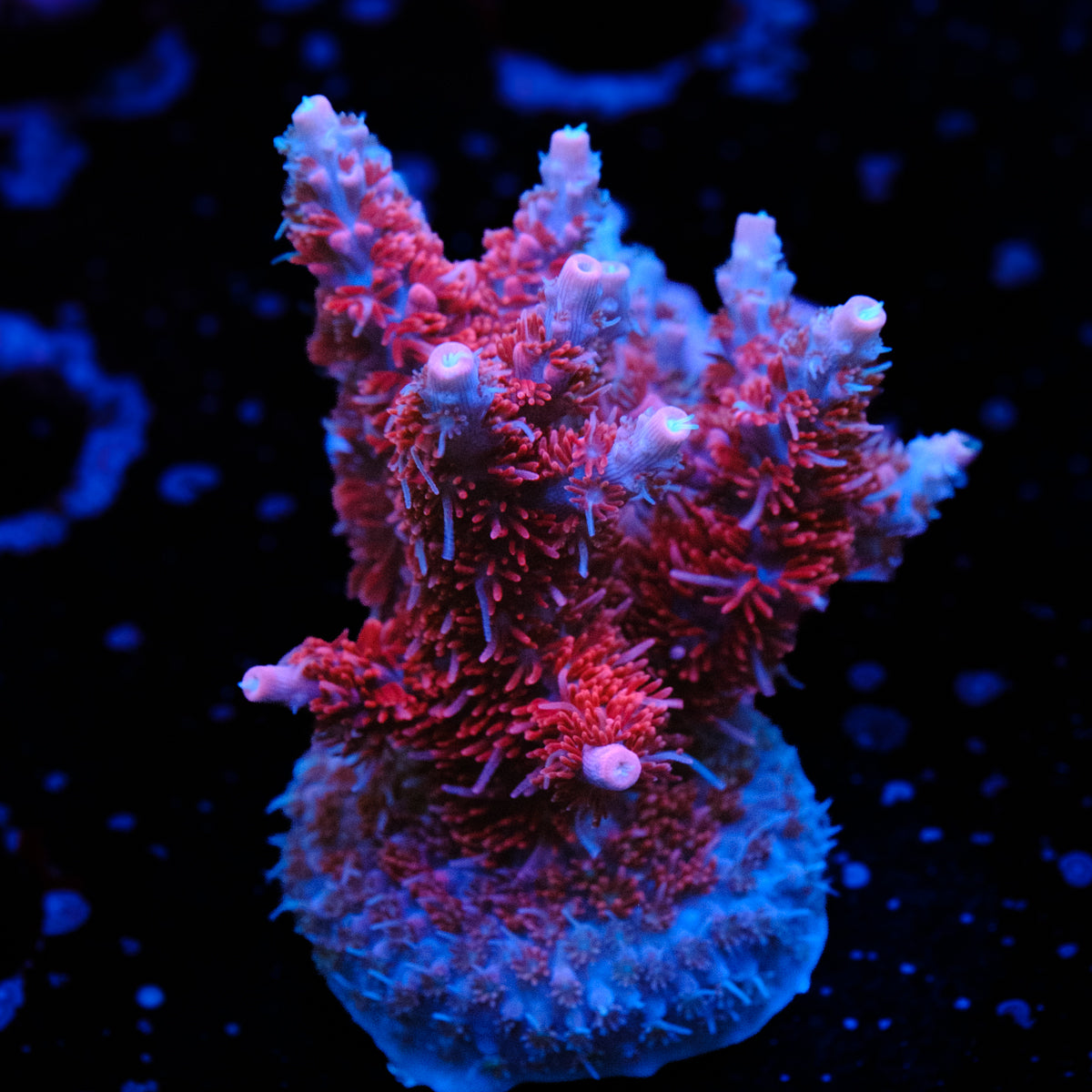 Confetti Cannon Acropora WYSIWYG - P2