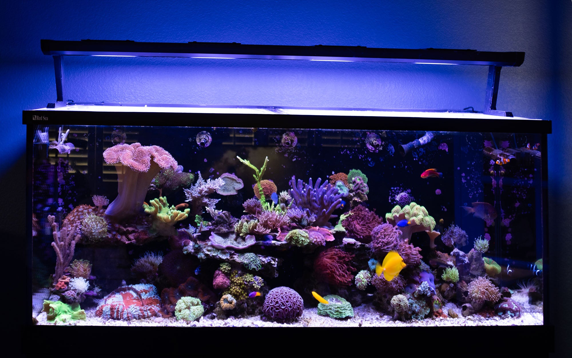 Shops aquarium maintenance service