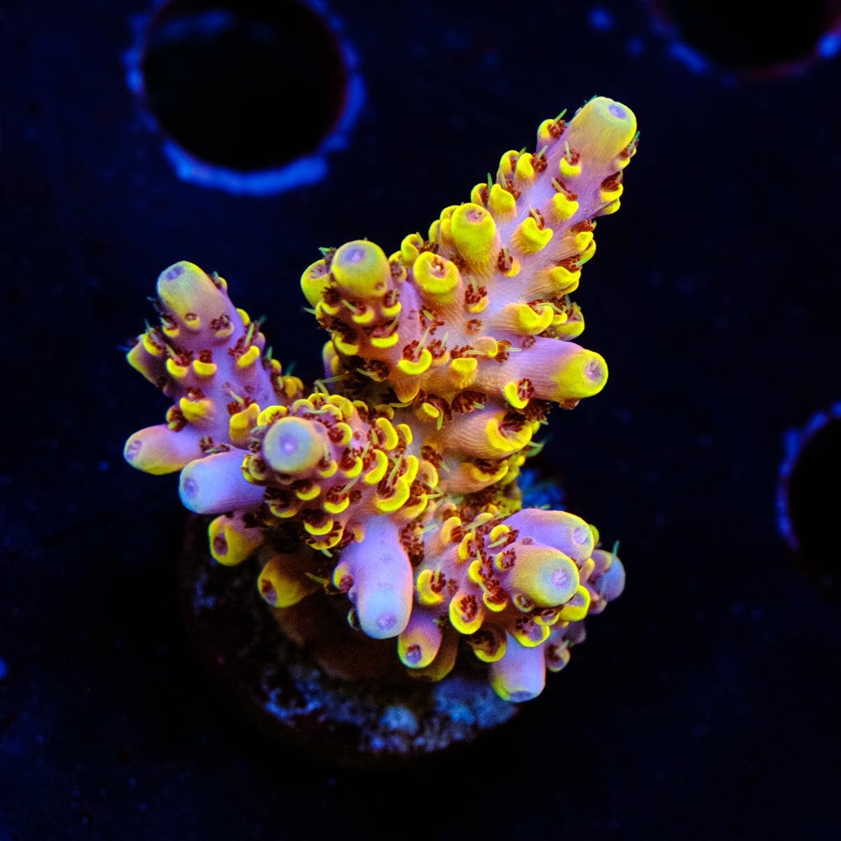 DCA Field of Dreams Acropora WYSIWYG - D4