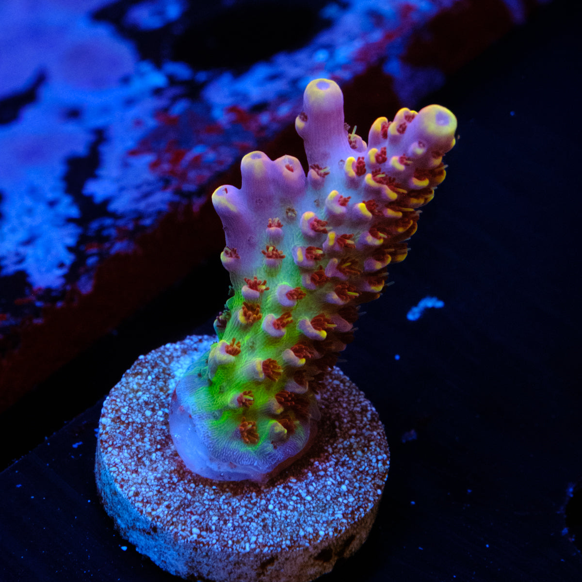 DCA Field of Dreams Acropora WYSIWYG - Q1